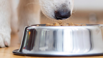 Hund mit Futternapf