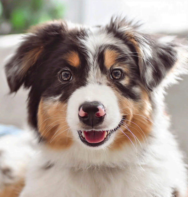 Hund mit braunen Augen guckt in die Kamera